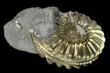 Pyritized (Pleuroceras) Ammonite Fossil - Germany #131105-1